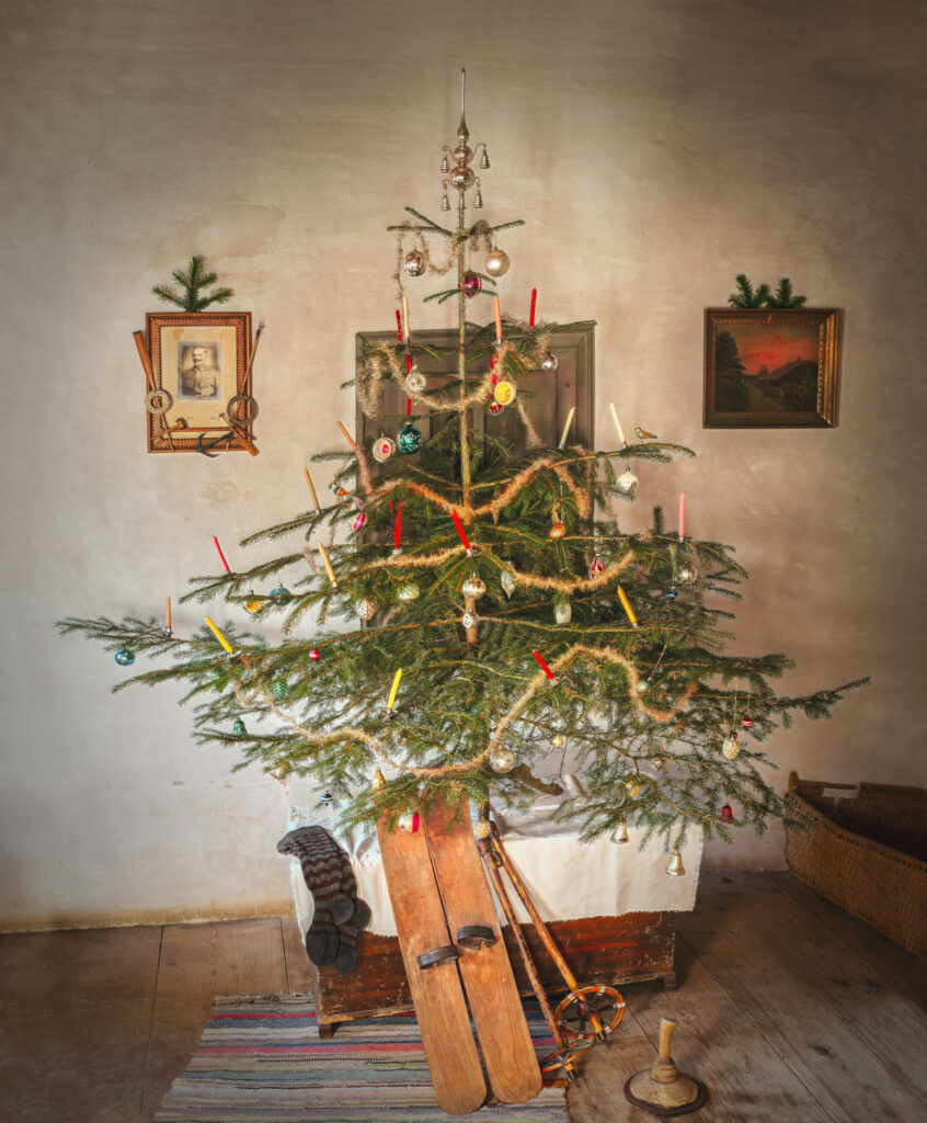 Not sure which live tree is best for the holidays? Our live Christmas tree guide breaks down the most popular trees to help you pick a favorite!